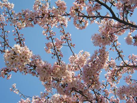 8きれいな桜.jpg